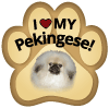 Pekingese thumbnail