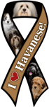 Havanese thumbnail