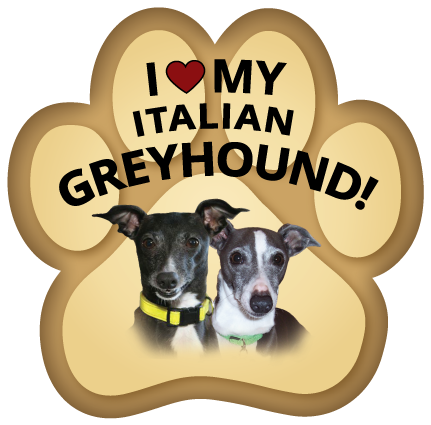 Italian Greyhound thumbnail