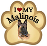 Belgian Malinois thumbnail