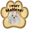 Maltese thumbnail