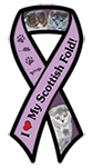 Scottish Fold Cat thumbnail