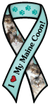 Maine Coon thumbnail