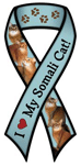 Somali Cat thumbnail