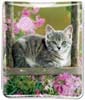 Cat on Swing thumbnail