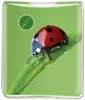 Lady Bug thumbnail