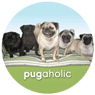 Pugaholic thumbnail