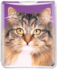 Cat thumbnail