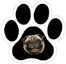 Pug thumbnail