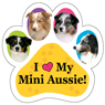 Mini Aussie thumbnail
