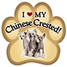 Chinese Crested thumbnail