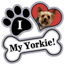 Yorkie thumbnail