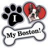 Boston Terrier thumbnail