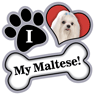 Maltese thumbnail
