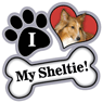 Sheltie thumbnail