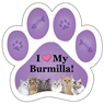 Burmilla thumbnail