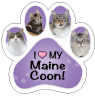 Maine Coon thumbnail
