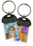 Abyssinian thumbnail