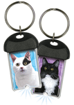 Black and White Cat thumbnail