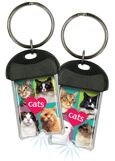 Cats thumbnail