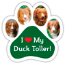 Nova Scotia Duck Toller thumbnail