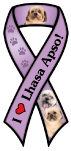 Lhasa Apso thumbnail