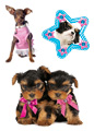 Puppies (Chihuahua, Yorkies) thumbnail