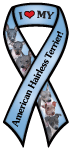 American Hairless Terrier thumbnail
