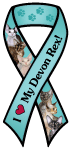 Devon Rex thumbnail