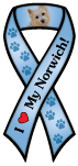 Norwich Terrier thumbnail