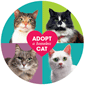 Adopt a homeless Cat thumbnail