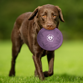 dog.png